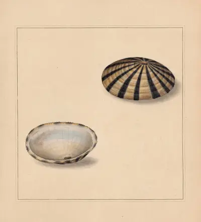 The universal conchologist Pl.65, Thomas Martyn