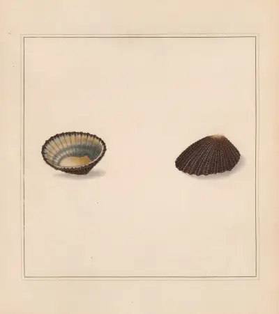 The universal conchologist Pl.66 av Thomas Martyn