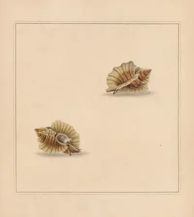 Der Universal-Conchologe Taf. 67 von Thomas Martyn