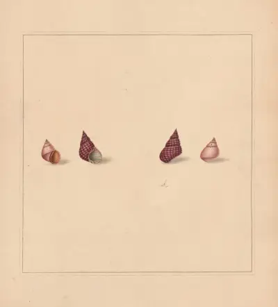 The Universal Conchologist, plansza 69, Thomas Martyn