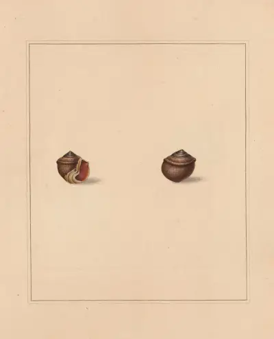 The Universal Conchologist Taf. 70 von Thomas Martyn