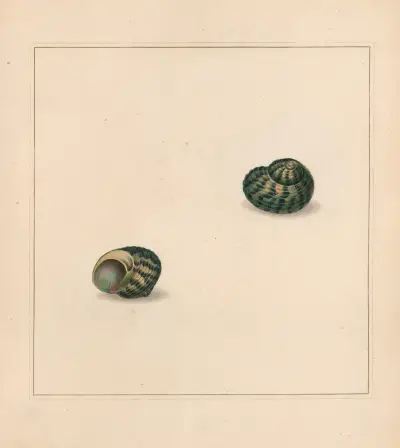 The universal conchologist Pl.71, Thomas Martyn
