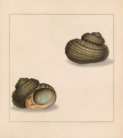 Der universelle Konchologe Taf. 72 von Thomas Martyn