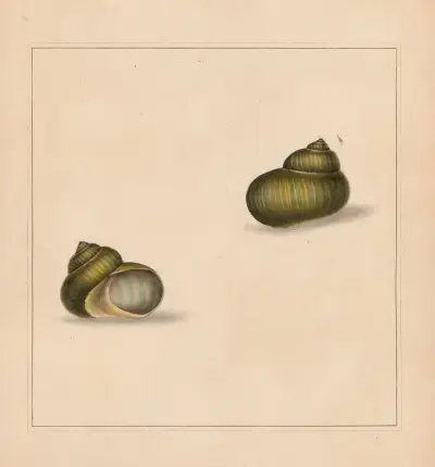 The universal conchologist Pl. 74 von Thomas Martyn