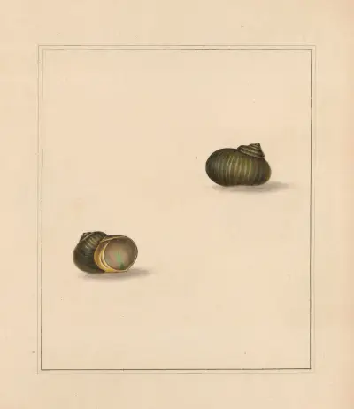 Der Universal-Conchologe Taf. 75 von Thomas Martyn