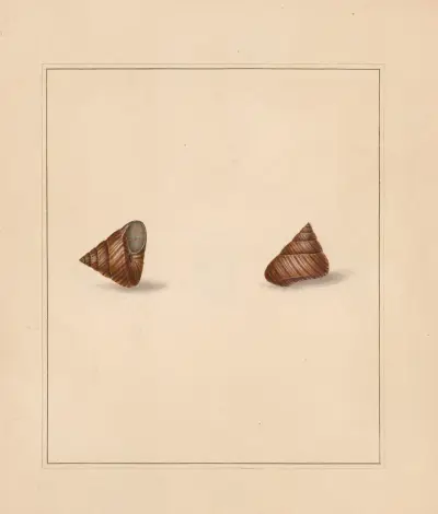 The universal conchologist Pl. 77 von Thomas Martyn