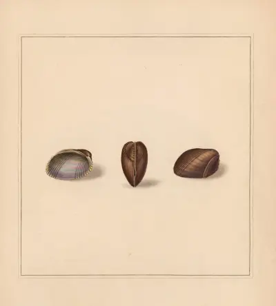 The universal conchologist Tabl. 78, Thomas Martyn
