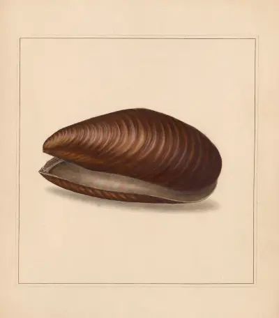 The universal conchologist Pl.79, Thomas Martyn