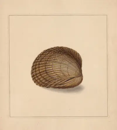The universal conchologist Pl. 81 von Thomas Martyn