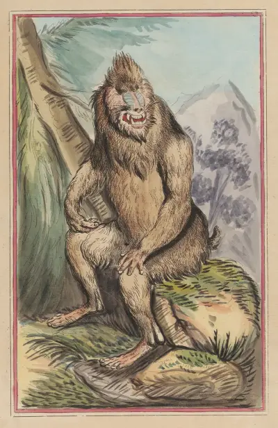 The Baboon av Thomas Rowlandson