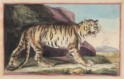 Tigern av Thomas Rowlandson