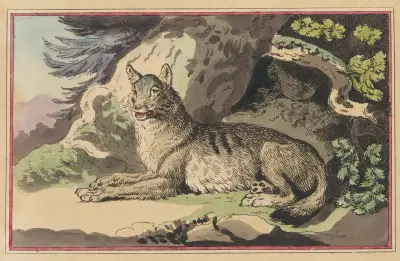 The Wolf, Thomas Rowlandson
