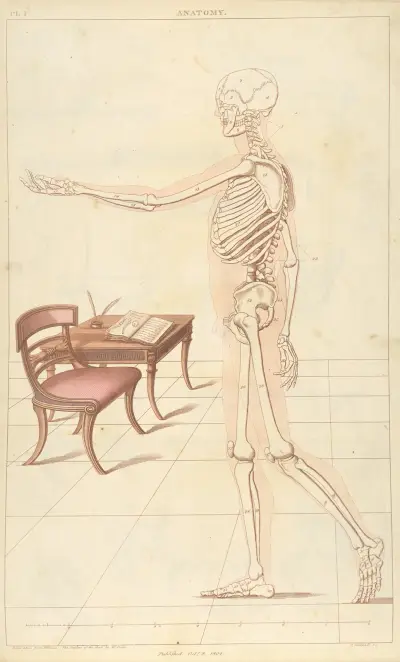 Anatomie, Thomas Sheraton