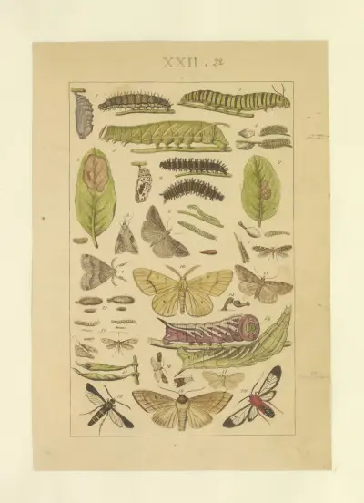 Lepidoptera Pl.022 von Townend Glover
