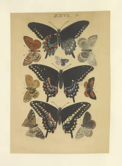 Lepidoptera Pl.026, Townend Glover