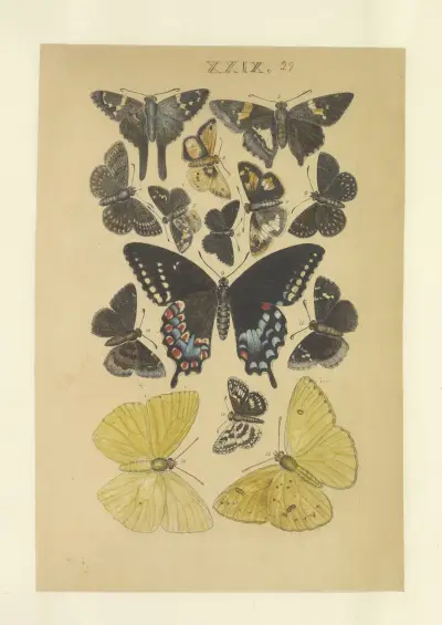 Lepidoptera Taf. 029 von Townend Glover