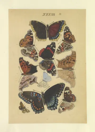 Lepidoptera Taf. 033 von Townend Glover