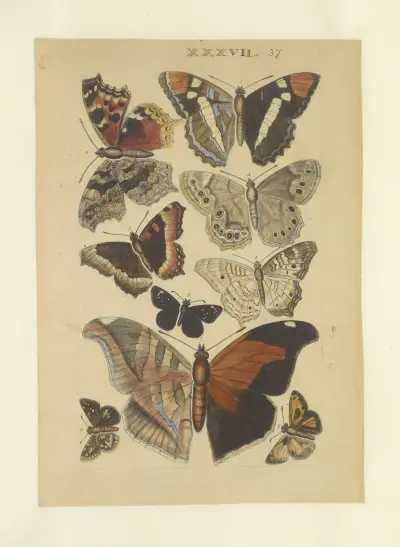 Lepidoptera Pl.037 von Townend Glover