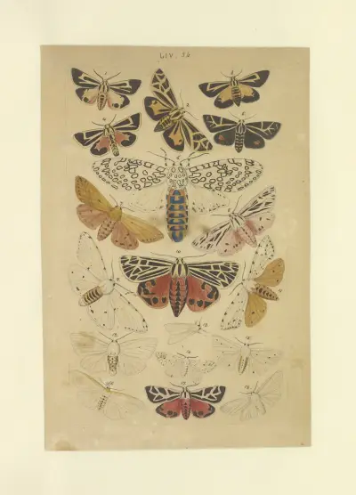 Lepidoptera Pl.054, Townend Glover