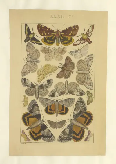 Lepidoptera Pl. 072, Townend Glover