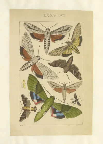 Lepidoptera Taf. 075 von Townend Glover