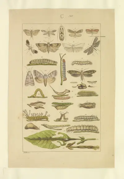 Lepidoptera Pl.100, Townend Glover