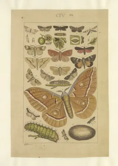 Lepidoptera Pl.104, Townend Glover