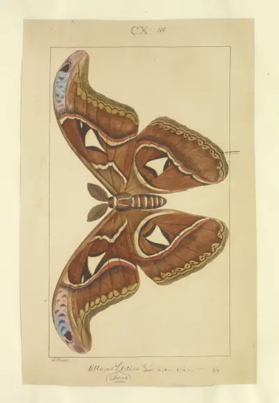 Lepidoptera Taf. 110 von Townend Glover