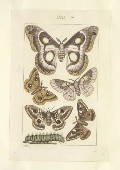 Lepidoptera Taf. 111 von Townend Glover