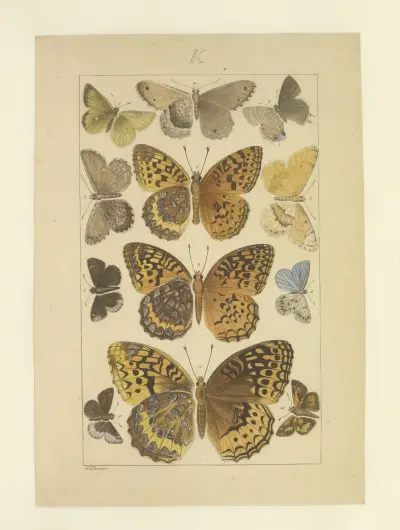 Lepidoptera Pl.127, Townend Glover