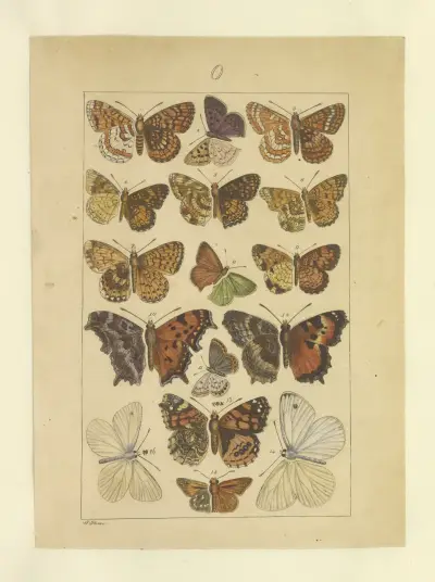Lepidoptera Pl.131, Townend Glover
