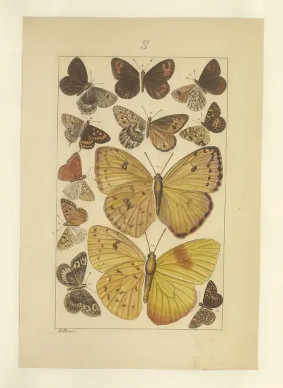 Lepidoptera Pl.135 von Townend Glover