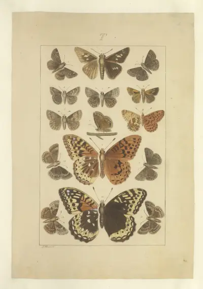 Lepidoptera Pl. 136 von Townend Glover