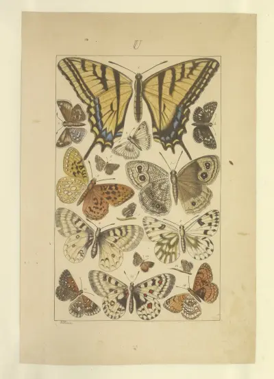 Schmetterlinge Taf. 137 von Townend Glover