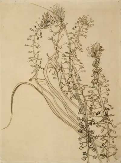 Tassel hyancinth av Vincent van Gogh