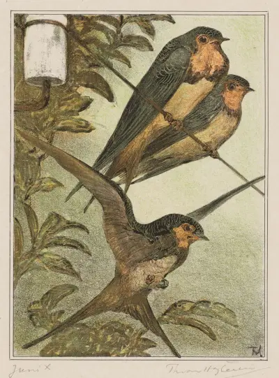 Drei Schwalben von Theo van Hoytema