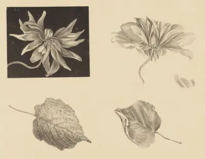 Blommor och löv av Theo van Hoytema