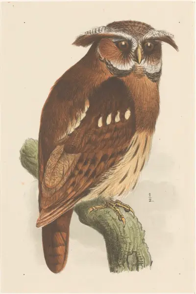 Owl On A Branch (Bubo Lettii) av Theo van Hoytema