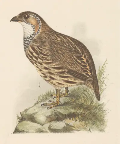 Partridge av Theo van Hoytema