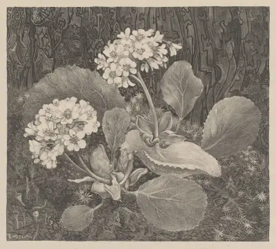 Primula v mechu, Theo van Hoytema