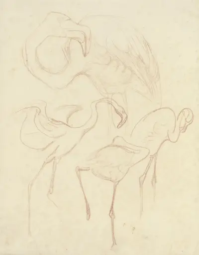 Studie plameňáků, Theo van Hoytema