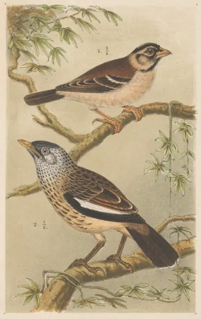 Two Birds On Branches av Theo van Hoytema