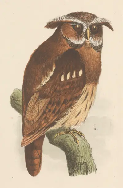 Uggla på gren (bubo lettii) av Theo van Hoytema