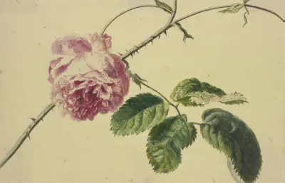 A rose av Jan van Huysum