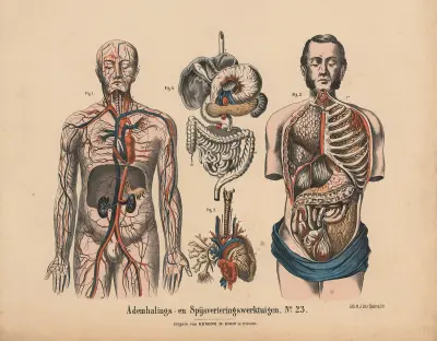 Ademhalings- en Spijsverteringswerktuigen No. 23 av Hendrik Jan van Lummel
