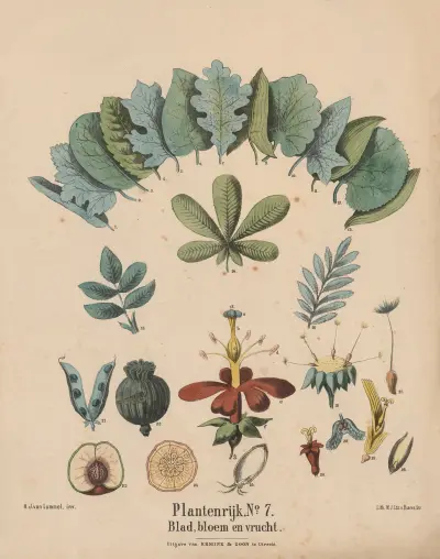 Blad, blomma och frukt av Hendrik Jan van Lummel