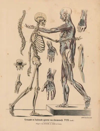 Geraamte en buitenste spiren van der mensch av Hendrik Jan van Lummel