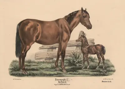 Hästen av Hendrik Jan van Lummel