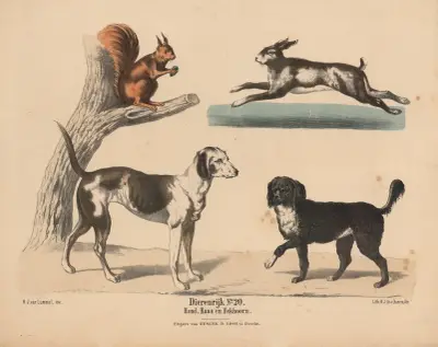 Hond, Haas en Eekhoorn av Hendrik Jan van Lummel
