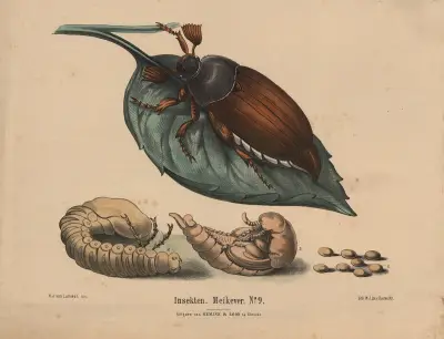Insekten. Meikever No. 9 av Hendrik Jan van Lummel